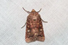 Pseudorthodes irrorata thumbnail 3