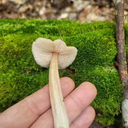 Straight-stalked Entoloma