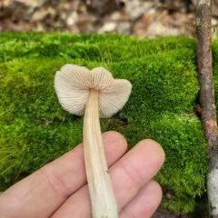Straight-stalked Entoloma thumbnail 1