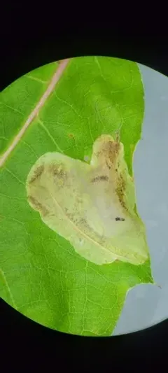 Rusty Oak Leafminer thumbnail 3
