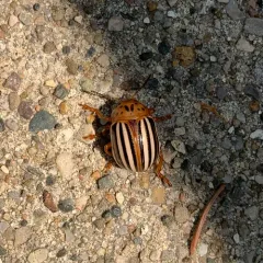 False Potato Beetle thumbnail 4