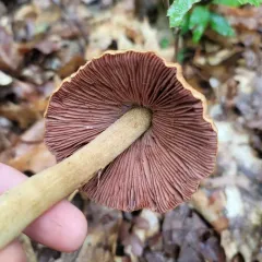 wrinkled cortinarius thumbnail 2