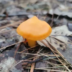 orange gilled waxcap thumbnail 5
