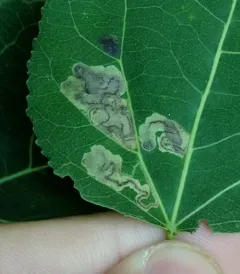 Stigmella populetorum thumbnail 3