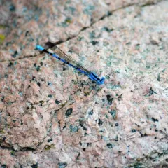 Springwater Dancer thumbnail 3