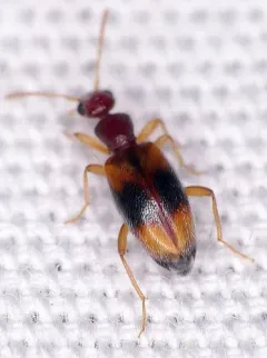 Golden Antlike Flower Beetle thumbnail 2