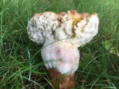 Tylopilus ferrugineus thumbnail 2