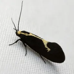 Skunk Moth thumbnail 3