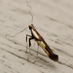 Walnut Caloptilia Moth thumbnail 3