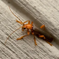 Rotund-collared Soldier Beetle thumbnail 3