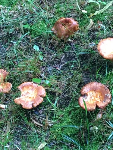 Orange Bile Mushroom
