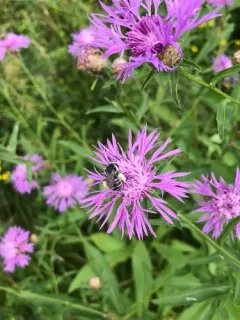 Melissodes subillatus thumbnail 2