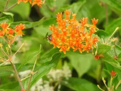 Northeastern Pebble Bee thumbnail 2