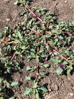 Saline Goosefoot thumbnail 2