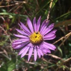 California Aster thumbnail 4