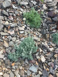 Alaska Wormwood thumbnail 1