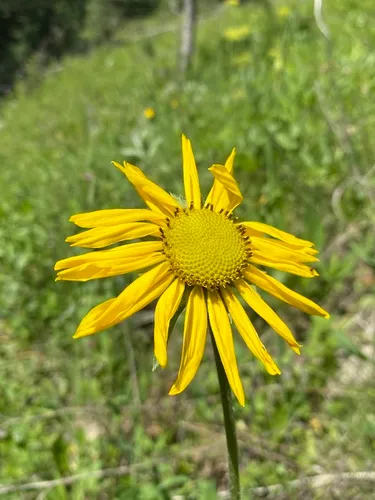 Nodding Dwarf Sunflower