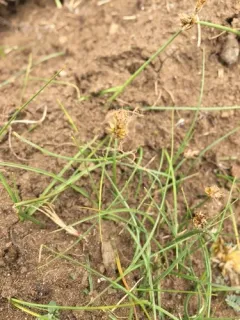 incurved sedge thumbnail 2