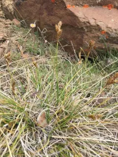 Dunhead Sedge thumbnail 2