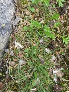 Slender Draba thumbnail 4