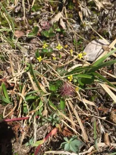 Alaska Draba thumbnail 4