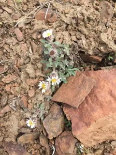 Denali fleabane thumbnail 4