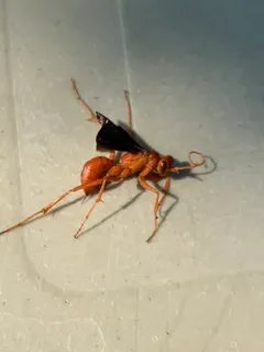 Western Red-tailed Spider Wasp thumbnail 2
