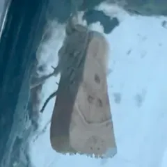 American Dun-bar Moth thumbnail 3