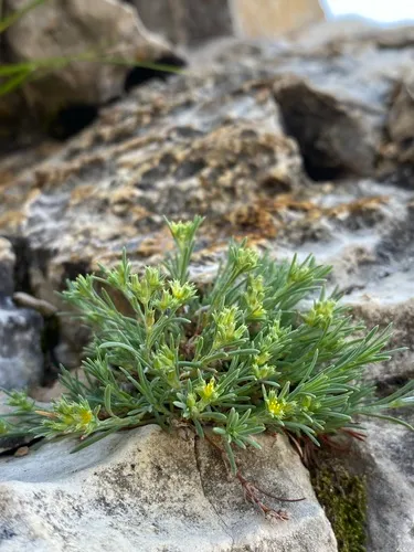 spreading nailwort