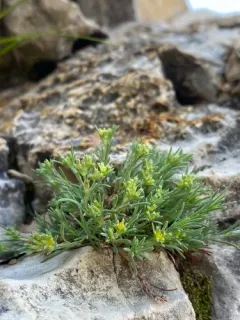 spreading nailwort thumbnail 1