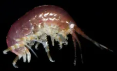 Parallorchestes cowani thumbnail 1