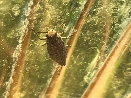 Dicerca obscura