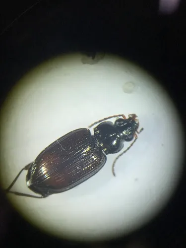 Two-coloured Bembidion Beetle
