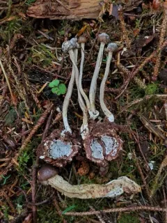 Tolypocladium rouxii thumbnail 3