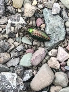 Buprestis intricata thumbnail 3