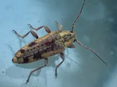 Atimia dorsalis thumbnail 1