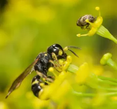 Ectemnius stirpicola thumbnail 4