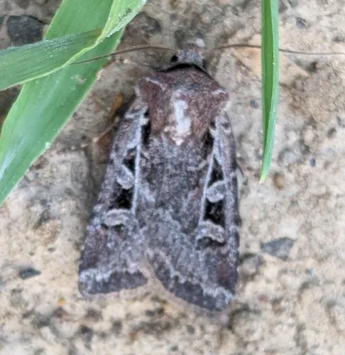 Mountain Dart