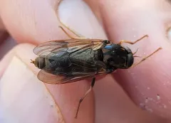 Arthropeas magna thumbnail 1