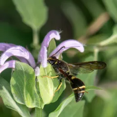 Tapered Mason Wasp thumbnail 3