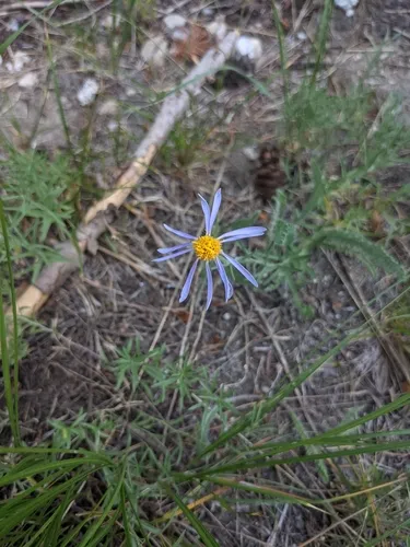 Rocky Mountain Aster