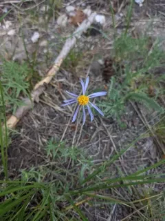 Rocky Mountain Aster thumbnail 1
