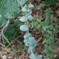 large-flowered beardtongue thumbnail 3