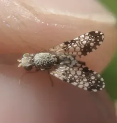Campiglossa albiceps thumbnail 3