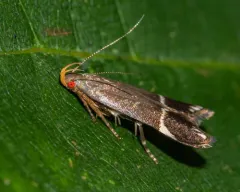 Anacampsis tristrigella thumbnail 4