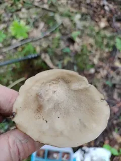 Lyophyllum fuligineum thumbnail 1