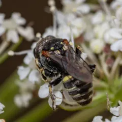 Oxybelus emarginatus thumbnail 3