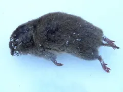 Southern Bog Lemming thumbnail 2