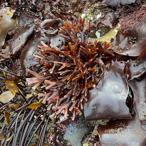 flattened ahnfelts seaweed