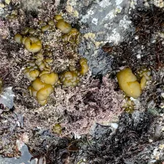 Sea Cauliflower thumbnail 3